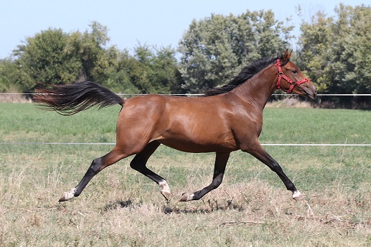 RO Soledad
